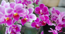 Orchids｜蘭の花 Q&A